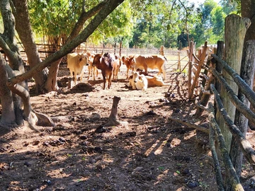 Farm & Agricultural Land