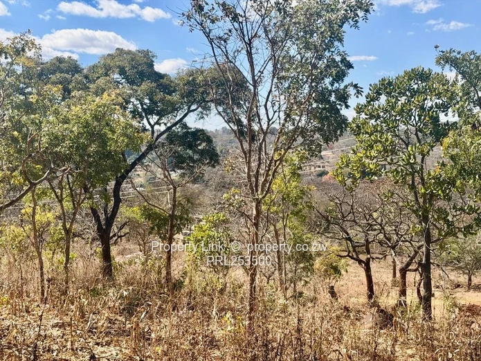 Premium Stand For Sale - Glen Lorne